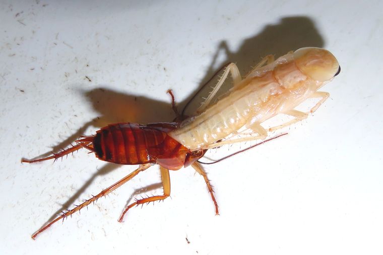 Blatte américaine en train de muer : le jeune insecte blanc sort de son ancienne peau brun-roux
