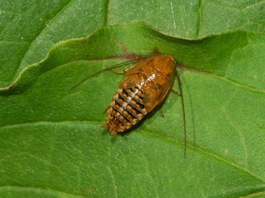 Larve de blatte des bois (Ectobius) orangée sur une feuille