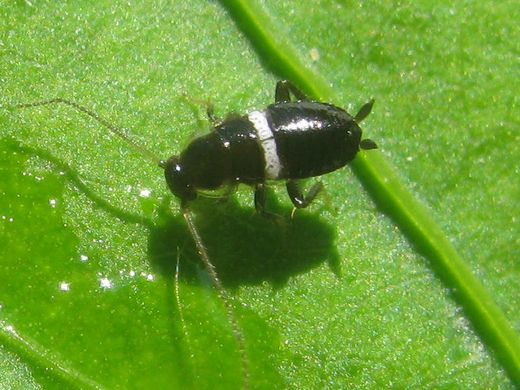 Jeune larve de blatte sauvage (Planuncus) noire à bande blanche, sur une feuille en Charente-Maritime