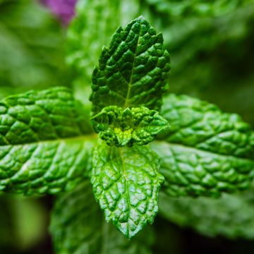 Feuilles de menthe poivrée