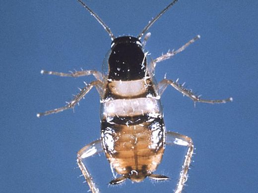 Blatte rayée (Supella longipalpa) sur fond bleu