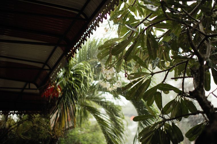 Gouttes de pluie sur un feuillage tropical