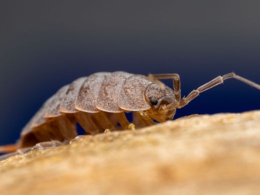 Cloporte gris vu de près, corps segmenté et nombreuses pattes