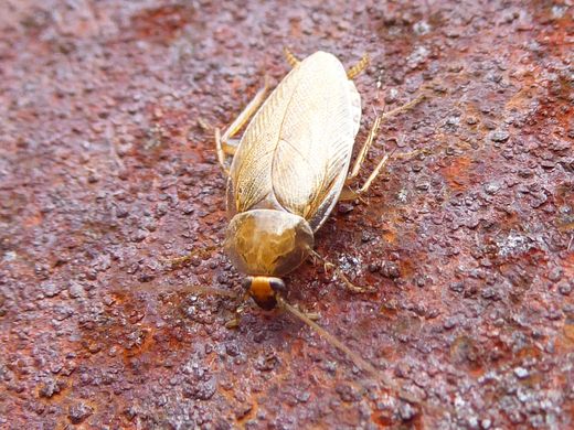 Blatte des jardins (Ectobius) : petite et claire, sur une surface rouillée