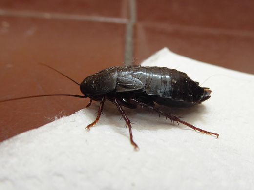 Blatte orientale (Blatta orientalis) : brun foncé à noir, sur un papier