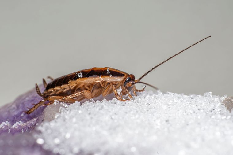 Blatte germanique sur des cristaux de sucre