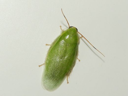 Blatte verte de Cuba (Panchlora nivea), vert pâle, ailes translucides
