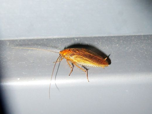Blatte des bois (Ectobius vittiventris) adulte, brun ambré, ailes couvrant l'abdomen