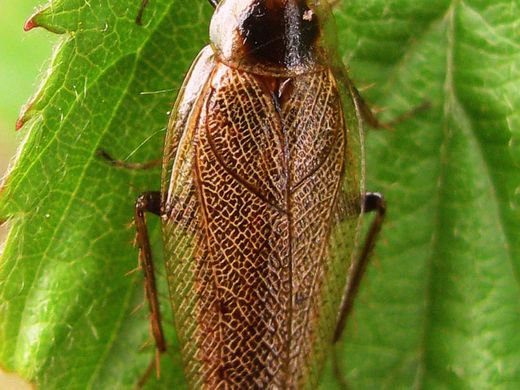 Blatte des bois (Ectobius lapponicus) mâle sur une feuille, ailes brunes tachetées